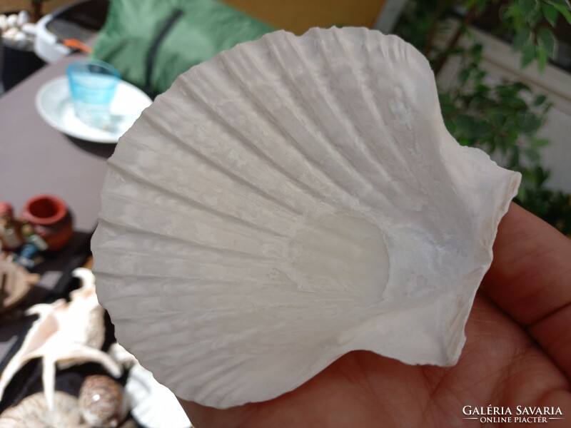 Sea venus shells 4 pcs
