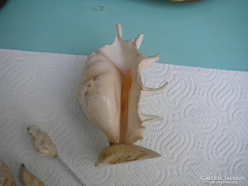Kagyló-szerviz-tálaló