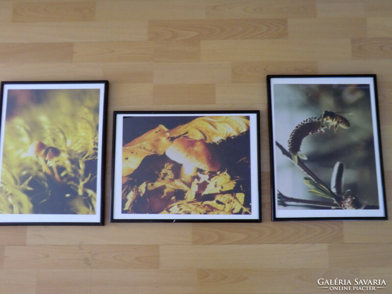 In a black picture frame in mint condition with 3 identical size 31x41 cm nature photos. Mushrooms, flowers