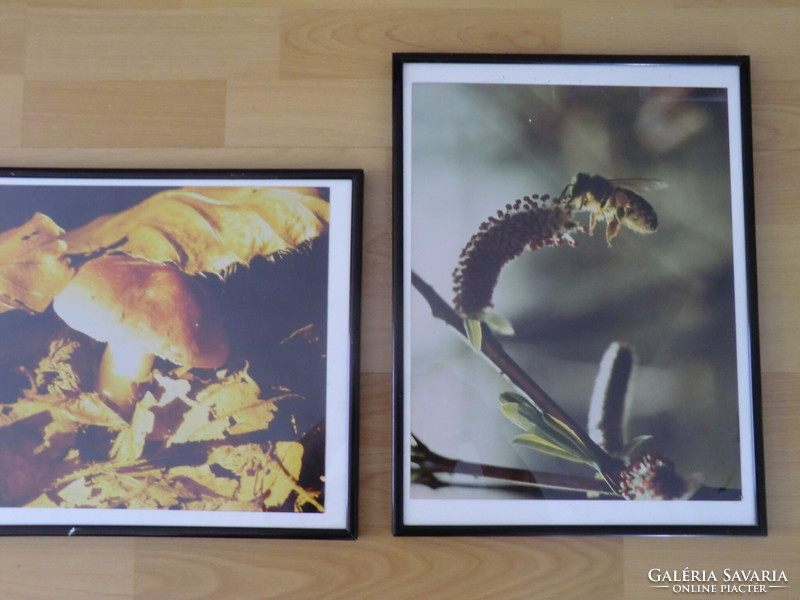 In a black picture frame in mint condition with 3 identical size 31x41 cm nature photos. Mushrooms, flowers