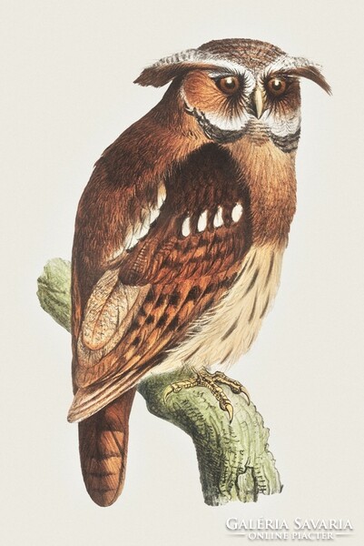 Hoytema - owl on the branch - quilted canvas reprint
