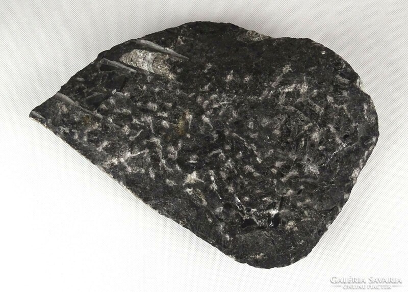 1E111 Hatalmas csiszolt Orthoceras fosszília kőzet 2.5 kg