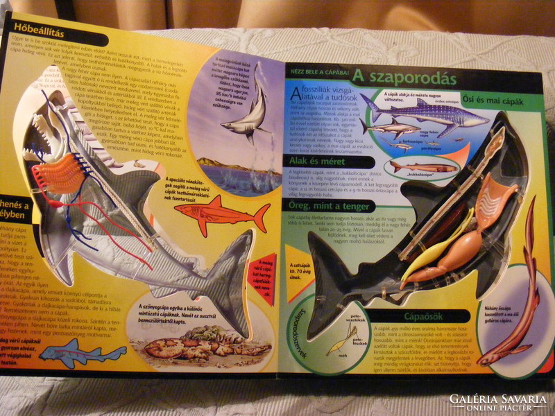 Nézz bele!  A cápa - Pillants be a háromdimenziós cápába!