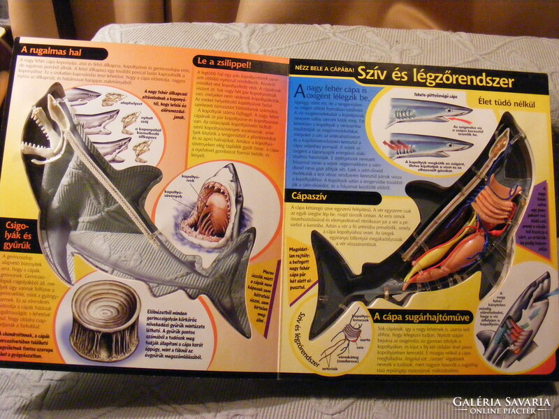 Look inside! The shark - take a look at the three-dimensional shark!