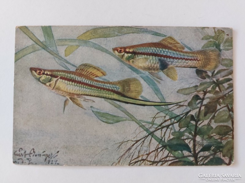 Régi képeslap fotó levelezőlap hal halak