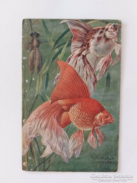 Old postcard postcard fish fish