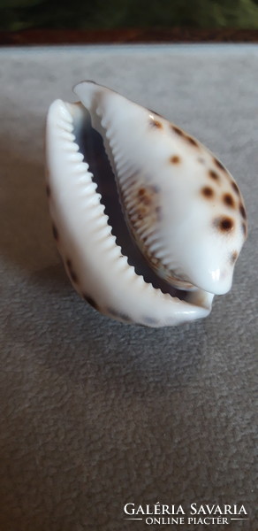 Vésett tigris kauri kagyló - 80 mm x 50 mm