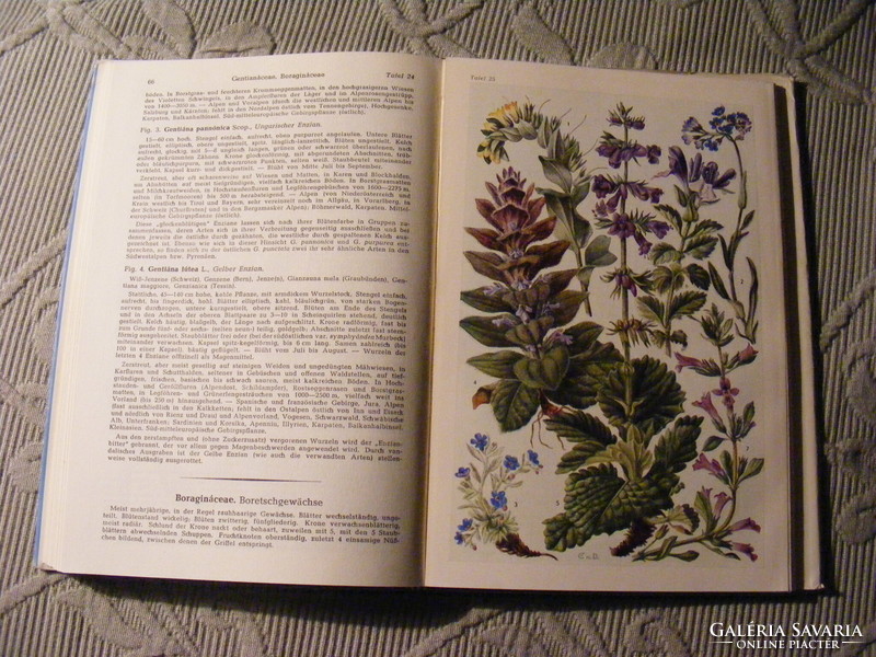 Alpenflora - Gustav Hegi - Bajorország, Ausztria és Svájc legelterjedtebb alpesi növényei 1958