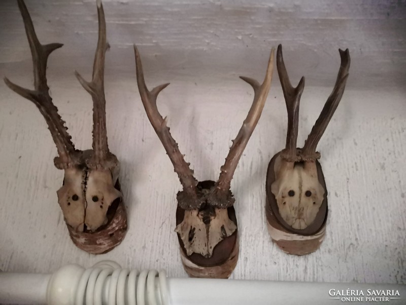 Deer antlers from the early 1900s