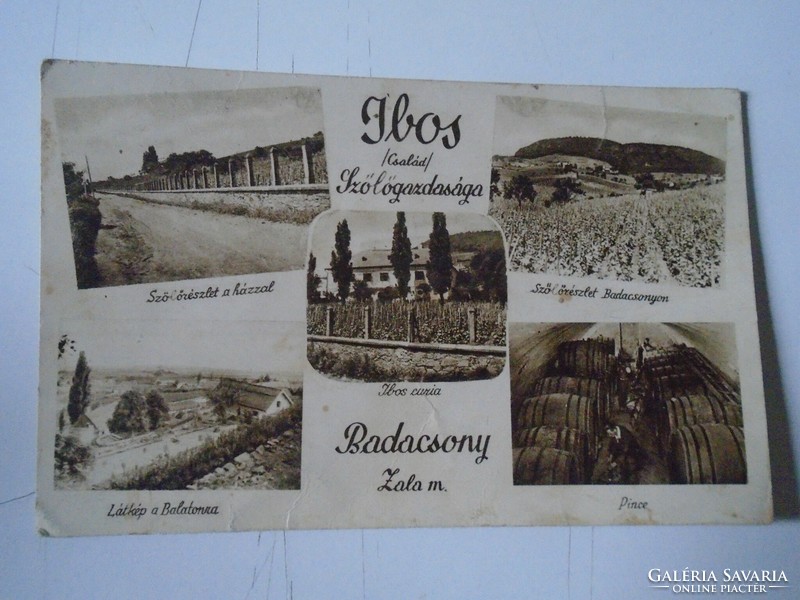 D191134 old postcard Ibos family's vineyard Badacsony cellar - detail of grapes