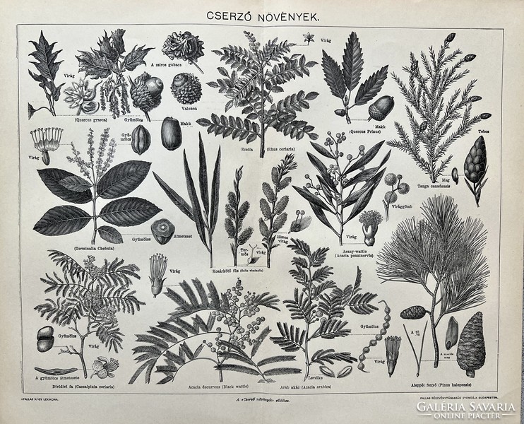 Antik 19.sz cserző növények nyomat-papír- gubacs, virág, levél, fenyő