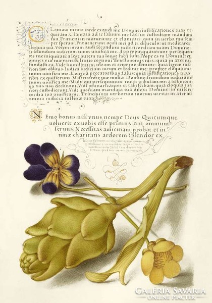 Kalligráfia díszes iniciálé articsóka árvácska gólyahír sárga lila virág 16.sz antik kézirat reprint