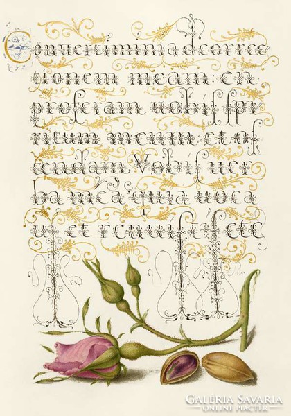 Antik grafika rózsa bimbó pisztácia növény rajz aranyozott botanikai illusztráció reprint nyomat