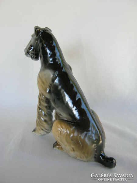 Ravenclaw porcelain terrier dog