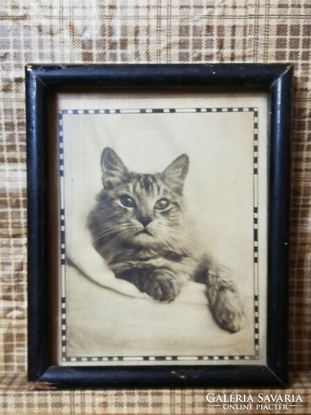 A lovely cat of a family. Cat portrait in a frame from the 1950s.