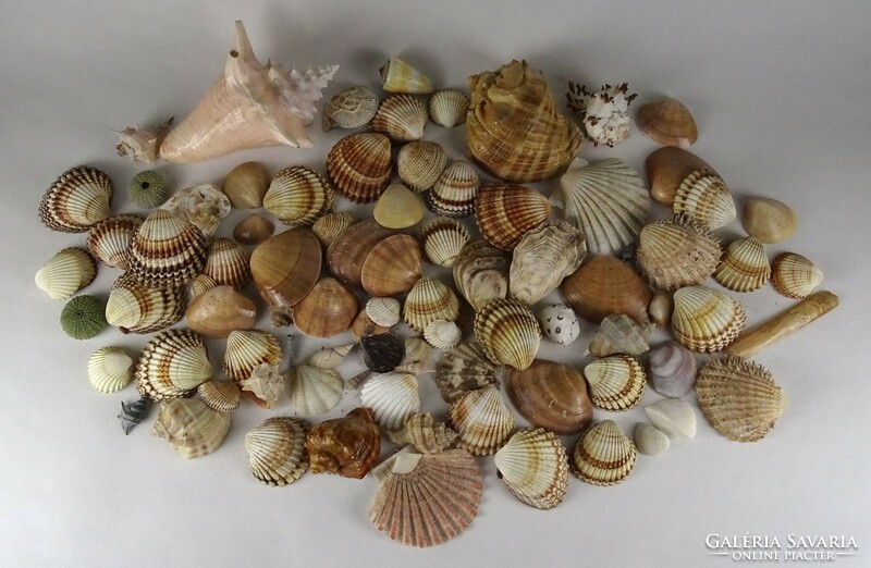 1L494 old shell snail sea rock package 100 pieces
