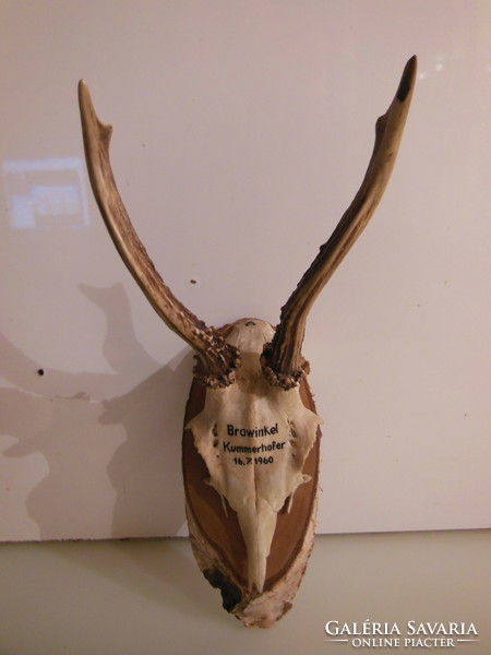 Trophy - 1960 - deer - marked - Austrian - 28 x 13 cm - flawless