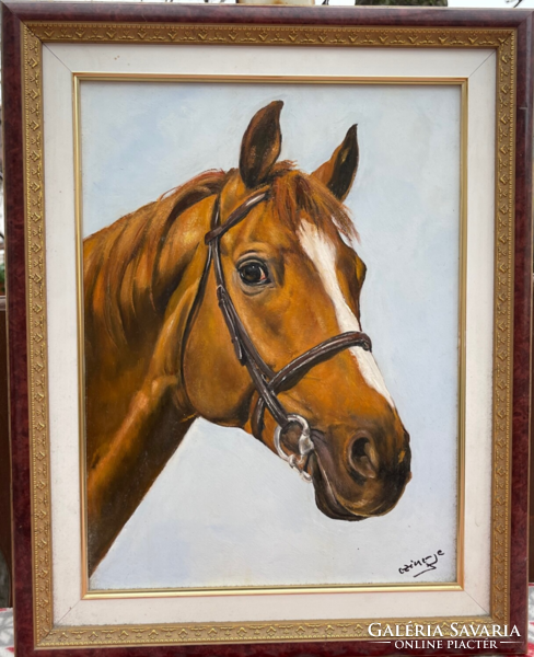 A wonderful horse portrait by Czinege Zsolt