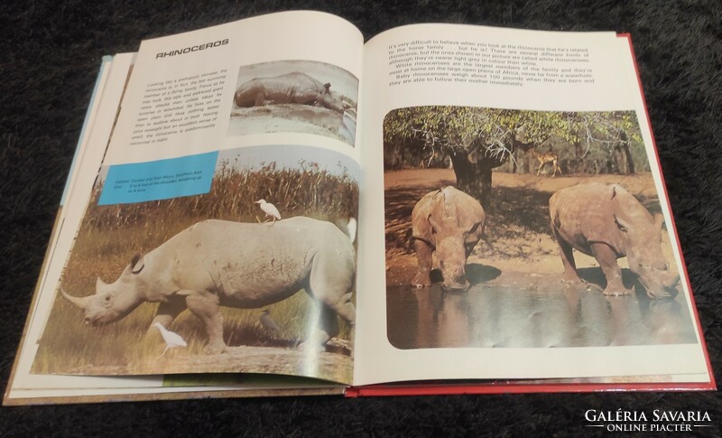 The Big Picture Book of Animals Az állatok nagy képeskönyve