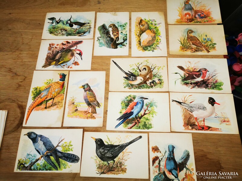 Bird presentation cards