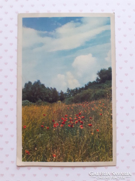 Old postcard poppy field picture postcard