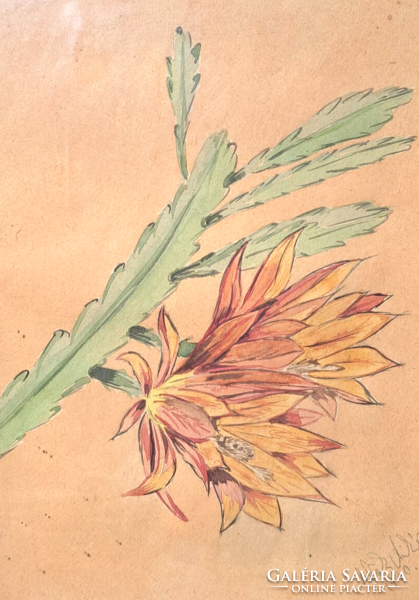Kaktuszvirág - akvarell 1970-ből (mére kerettel 27x35 cm) azonosítatlan jelzés