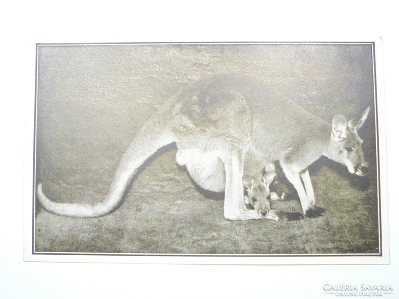 Old postcard postcard - female giant kangaroo - published by the Székesfóváros Zoo, 1910s