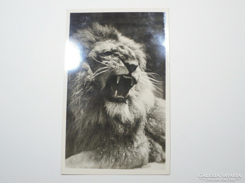 Old postcard postcard - old lion - published by the Székesfóváros Zoo, 1910s