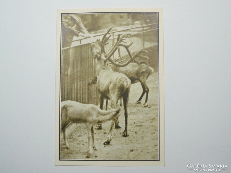 Old postcard postcard - barking stags - published by Székesfóváros zoo