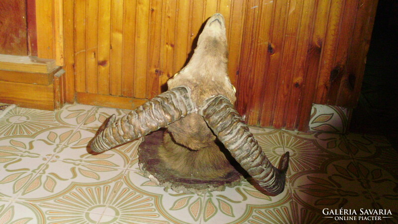 Mouflon trophy, preparation on a wooden base