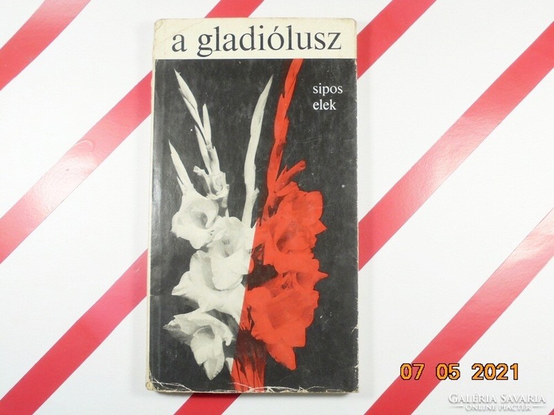 Sipos elek: the gladiolus gladiolus