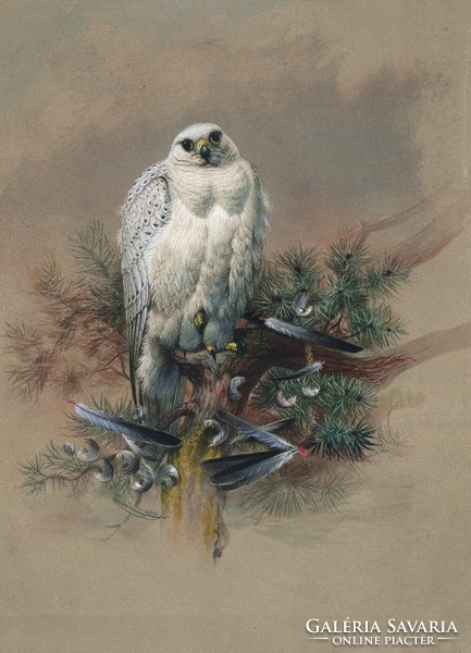 Joseph wolf - Greenland falcon - reprint