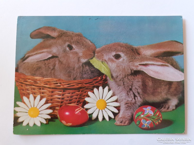 Retro Easter postcard 1978 bunny photo postcard