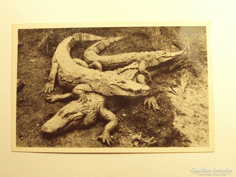 Régi képeslap levelezőlap - Aligátor és nílusi krokodilusok - Székesfővárosi Állatkert kiadása