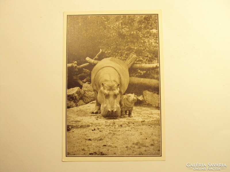 Old postcard postcard - four-week-old boy guarded by the caring hippopotamus mother - published by Székesfóváros Zoo