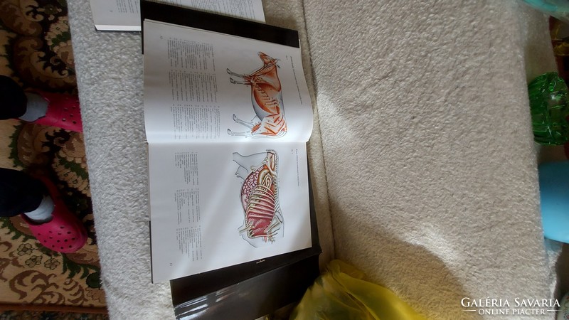 Rare anatomy books peter popesko picture album album, i.-ii.- iii.- volume, color drawings