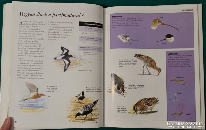 'Jinny johnson: birds - encyclopedia for children> non-fiction book >