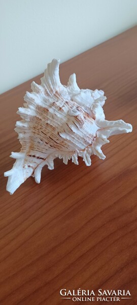 Sea snail, shell