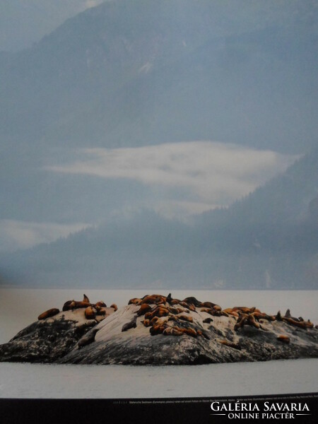 Poszter 8.: Oroszlánfókák az alaszkai Glacier Bay Nemzeti Parkban (fotó; sarkvidék, fóka)