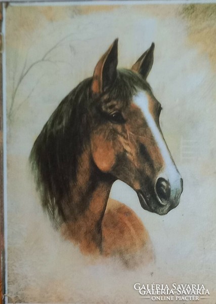 A very nice horse portrait