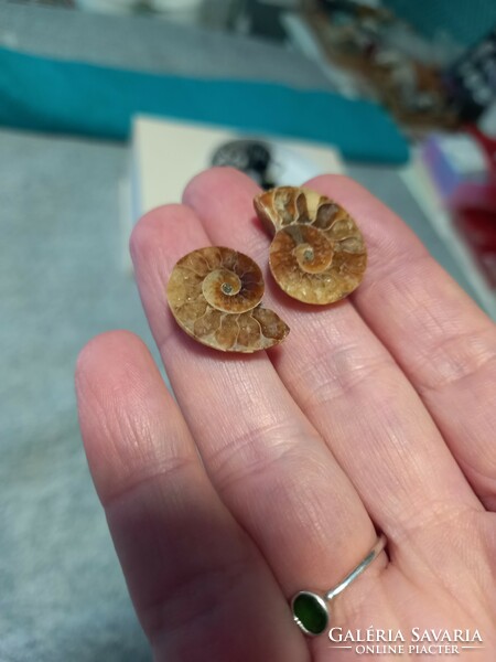 A pair of 2-2.5 cm, flawless, beautiful Madagascar ammonite fossils