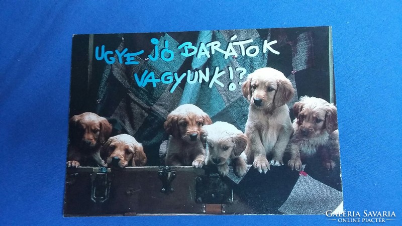 Three humorous / funny animal postcards