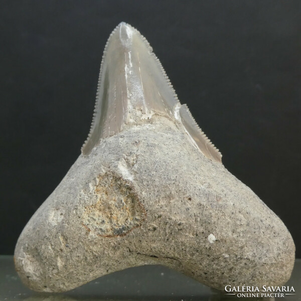 Megalodon tooth fossil. Natural fossil, partially restored. 58 mm 31 grams