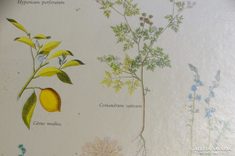 Aromatic herbs - keretezett plakát