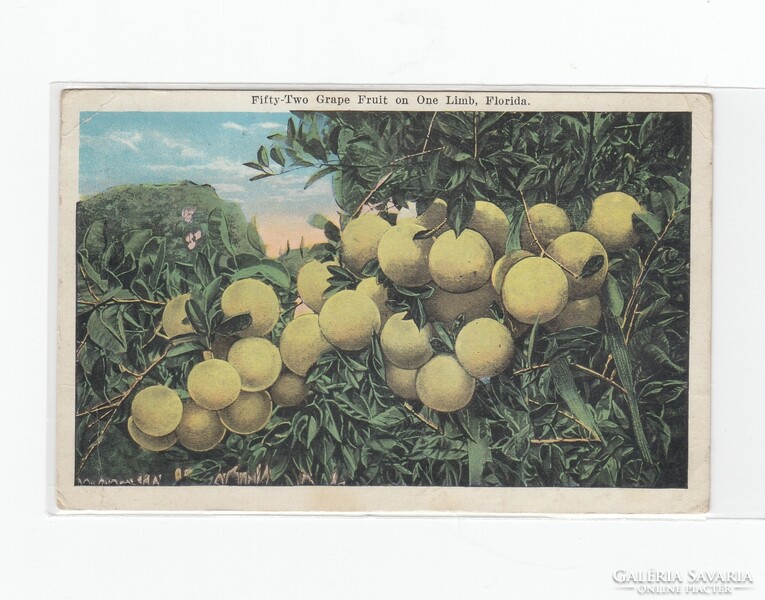 Üdvözlő képeslap csendélet 1925 CS:04 MIAMI "Étel-ital-Gyümölcs"