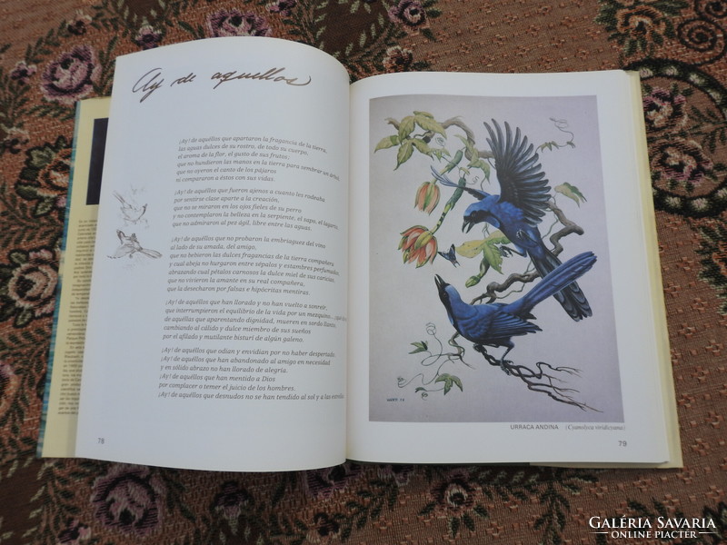 Spanish language book - birds