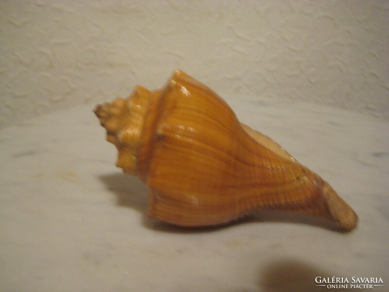 Sea snail 9.5 cm