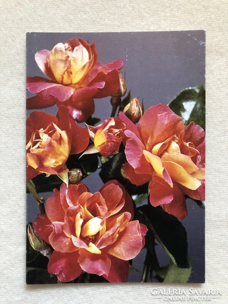 Postcard floral postcard with roses