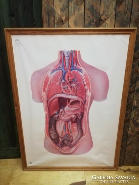 Anatomy teaching board, organs