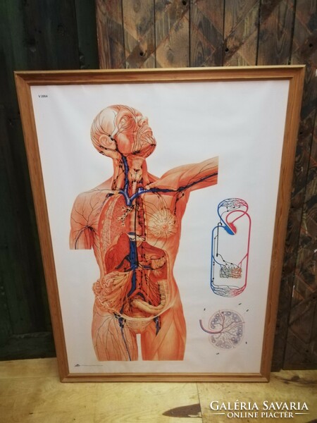 Anatómia oktató tábla, szív és fő érrendszer